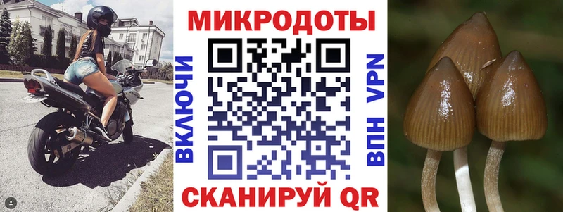 купить наркоту  Нижний Новгород  Псилоцибиновые грибы Psilocybe 